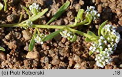 Corrigiola litoralis (nabrzeżyca nadrzeczna)