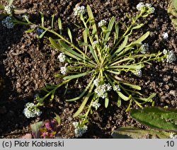 Corrigiola litoralis (nabrzeżyca nadrzeczna)