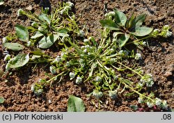 Corrigiola litoralis (nabrzeżyca nadrzeczna)