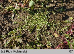 Corrigiola litoralis (nabrzeżyca nadrzeczna)