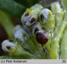 Corrigiola litoralis (nabrzeżyca nadrzeczna)