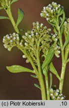 Corrigiola litoralis (nabrzeżyca nadrzeczna)