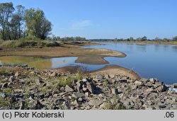 Corrigiola litoralis (nabrzeżyca nadrzeczna)