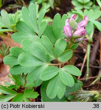 Corydalis intermedia (kokorycz wątła)