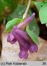 Corydalis intermedia (kokorycz wątła)