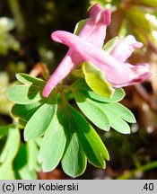 Corydalis intermedia (kokorycz wątła)