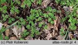 Corydalis intermedia (kokorycz wątła)