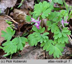 Corydalis intermedia (kokorycz wątła)