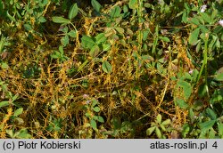 Cuscuta campestris (kanianka polna)