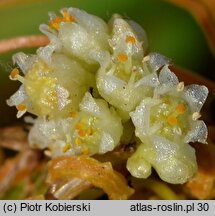 Cuscuta campestris (kanianka polna)