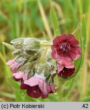 Cynoglossum officinale (ostrzeń pospolity)