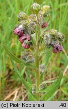 Cynoglossum officinale (ostrzeń pospolity)