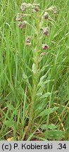 Cynoglossum officinale (ostrzeń pospolity)