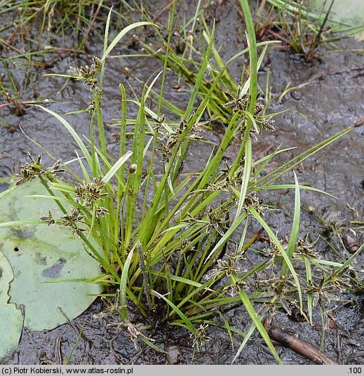Cyperus fuscus (cibora brunatna)