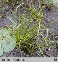 Cyperus fuscus (cibora brunatna)