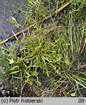 Cyperus fuscus (cibora brunatna)