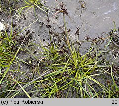 Cyperus fuscus (cibora brunatna)