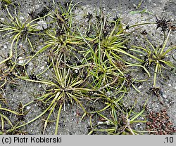 Cyperus fuscus (cibora brunatna)