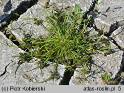 Cyperus fuscus (cibora brunatna)