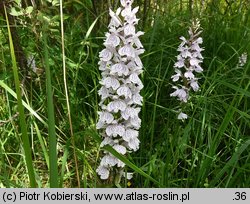 Dactylorhiza maculata ssp. maculata (kukułka plamista typowa)