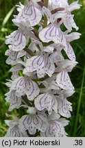 Dactylorhiza maculata ssp. maculata (kukułka plamista typowa)