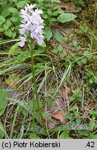 Dactylorhiza maculata ssp. maculata (kukułka plamista typowa)