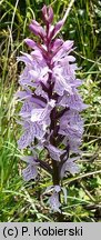 Dactylorhiza maculata ssp. maculata (kukułka plamista typowa)