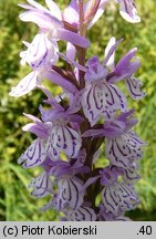 Dactylorhiza maculata ssp. maculata (kukułka plamista typowa)