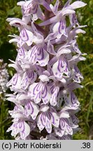 Dactylorhiza maculata ssp. maculata (kukułka plamista typowa)