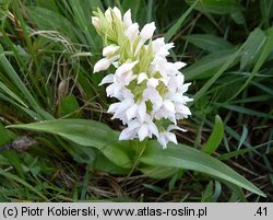 Dactylorhiza majalis (kukułka szerokolistna typowa)