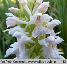 Dactylorhiza majalis (kukułka szerokolistna typowa)