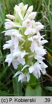 Dactylorhiza majalis (kukułka szerokolistna typowa)