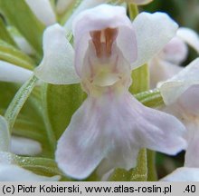 Dactylorhiza majalis (kukułka szerokolistna typowa)