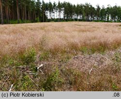 Deschampsia flexuosa (śmiałek pogięty)