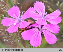 Dianthus carthusianorum (goździk kartuzek)