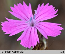 Dianthus carthusianorum (goździk kartuzek)