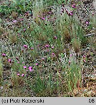 Dianthus carthusianorum (goździk kartuzek)