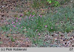 Dianthus carthusianorum (goździk kartuzek)