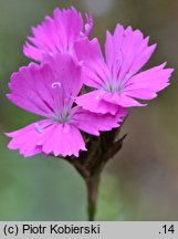 Dianthus carthusianorum (goździk kartuzek)