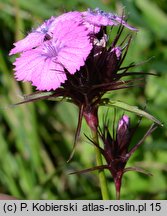 Dianthus compactus (goździk skupiony)