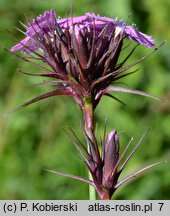 Dianthus compactus (goździk skupiony)