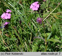 Dianthus compactus (goździk skupiony)