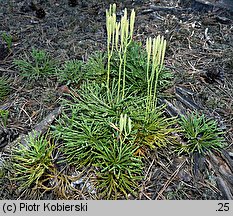 Diphasiastrum tristachyum (widlicz cyprysowy)