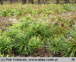 Diphasiastrum tristachyum (widlicz cyprysowy)