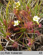 Drosera intermedia (rosiczka pośrednia)