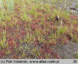 Drosera intermedia (rosiczka pośrednia)