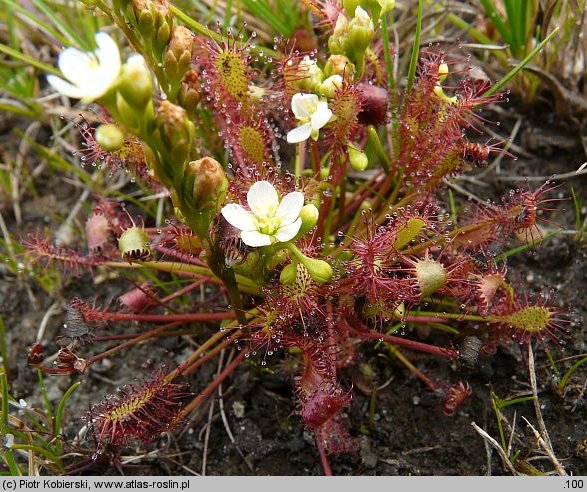 Drosera intermedia (rosiczka pośrednia)