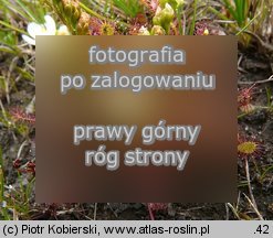 Drosera intermedia (rosiczka poÅ›rednia)