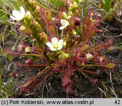 Drosera intermedia (rosiczka pośrednia)