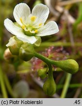 Drosera intermedia (rosiczka pośrednia)